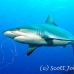 shark_greyreef_kk_h_0705_png1573.jpg